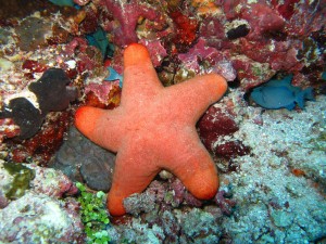 coral-estrella-mar